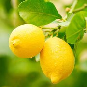 Lemonsong